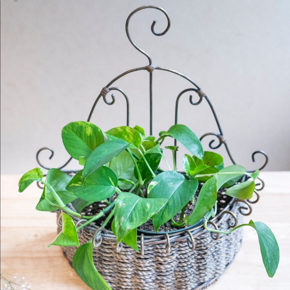 Wicker Basket Hanger